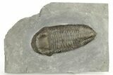 Silurian Trilobite (Trimerus) Fossil - New York #269870-1